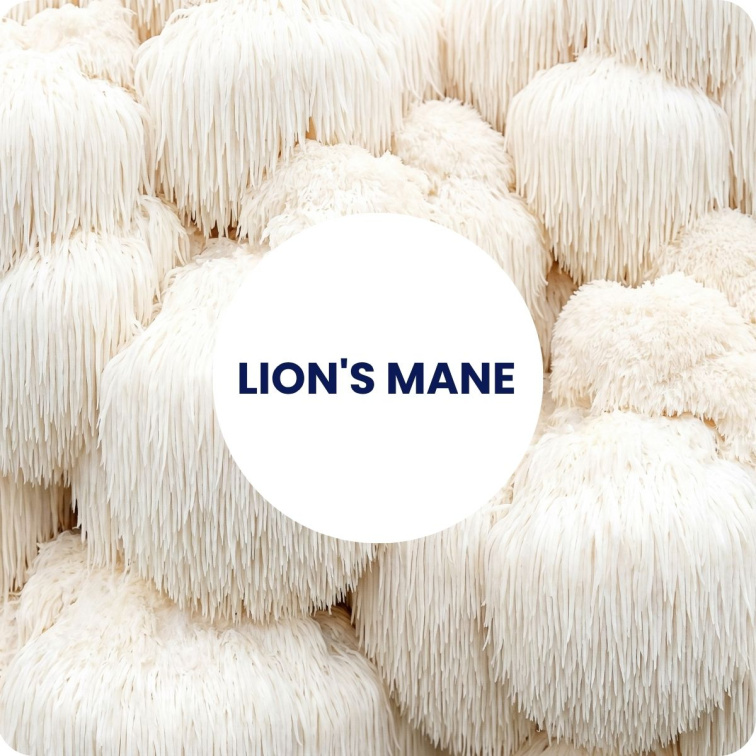 LION´S MANE extract BIO 60 tobolek