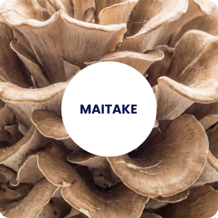 MAITAKE organic extract BIO 60 tobolek