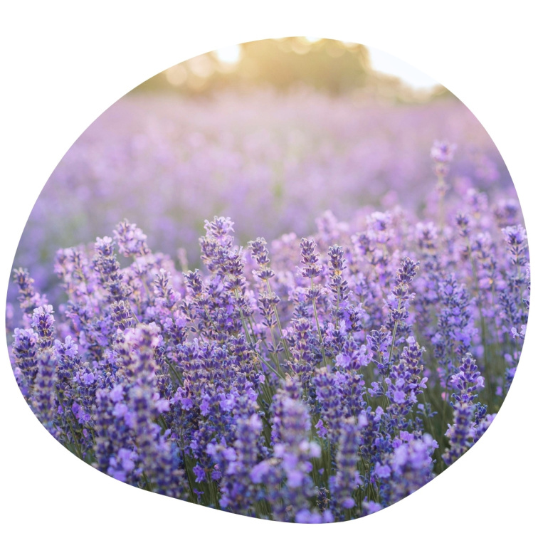 Lavender French 100% esenciální olej 20 ml