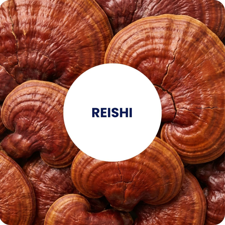 REISHI extract BIO 60 tobolek