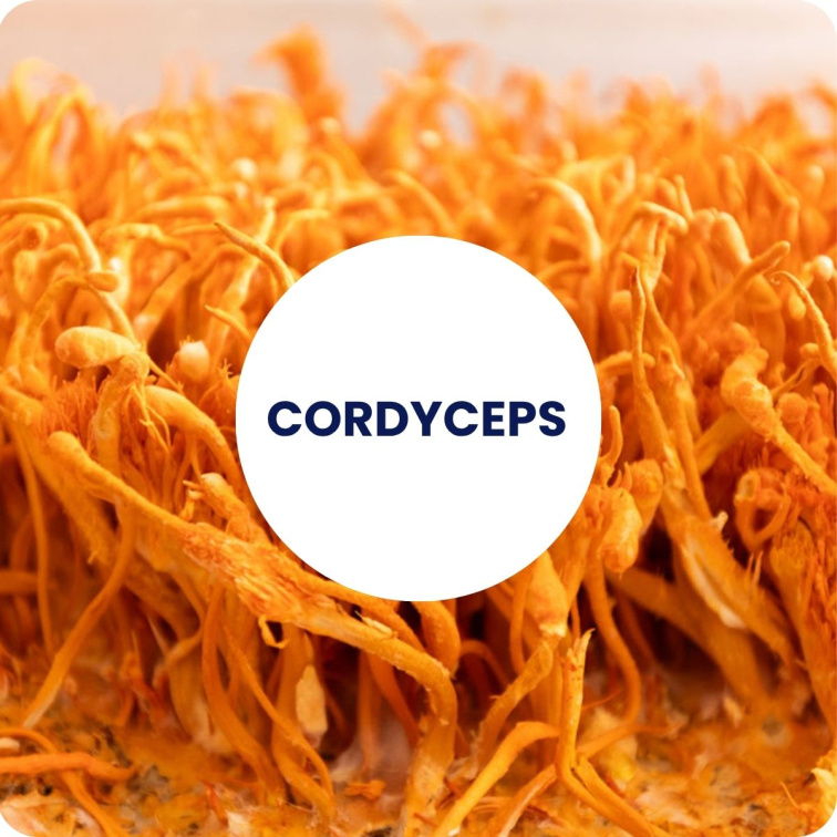 CORDYCEPS MYCELIUM extract BIO 60 tobolek