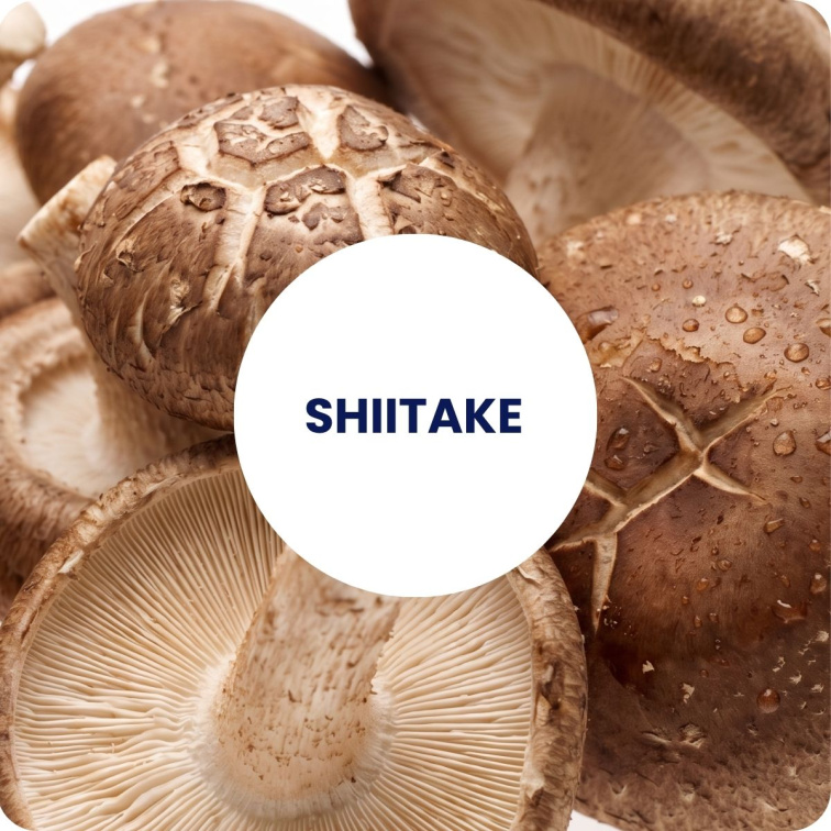 SHIITAKE extract BIO 60 tobolek