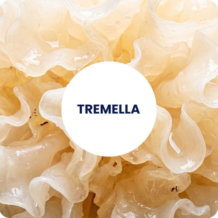 TREMELLA extract BIO 60 tobolek