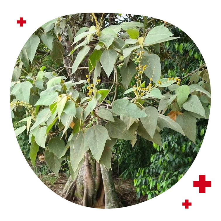 Dračí krev – Sangre de Drago 50ml