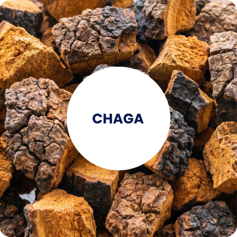 CHAGA extract BIO 60 tobolek