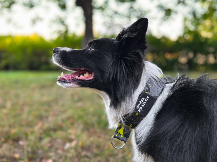 Obojek pro psa se jménem a číslem modré barvy