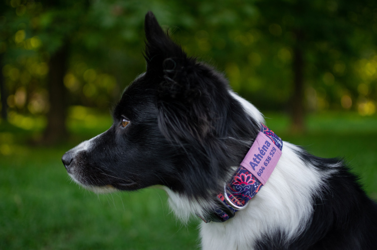 Obojek pro psa se jménem růžový