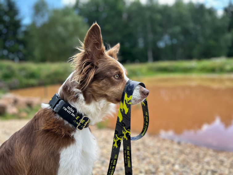 Obojek pro psa se jménem a číslem modré barvy