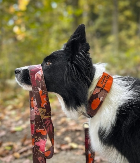 Obojek pro psa se jménem lišky