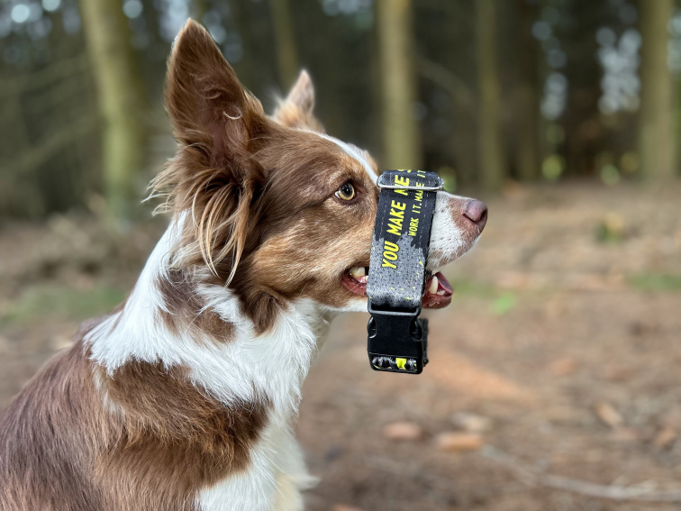 Obojek pro psa se jménem stronger