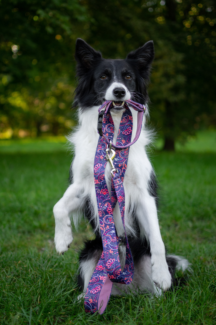 Obojek pro psa se jménem růžový