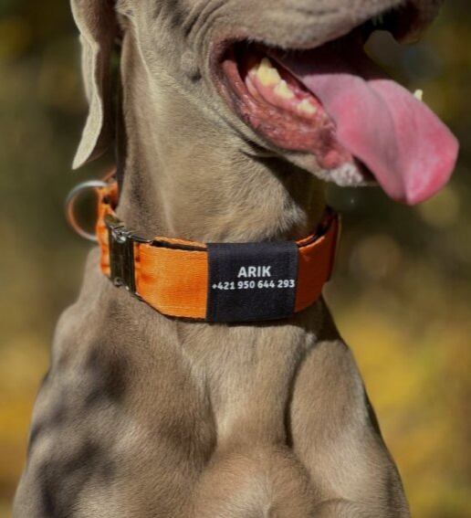 Obojek pro psa se jménem a číslem oranzové barvy