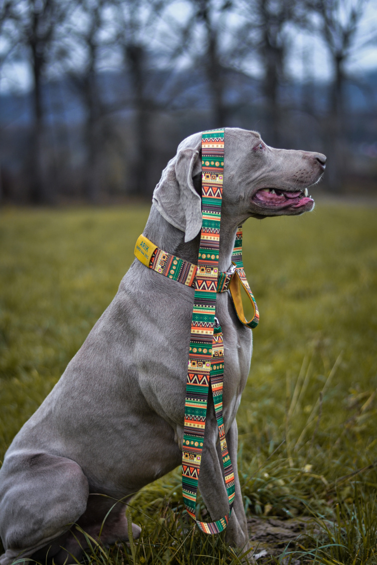 Obojek pro psa se jménem žlutý