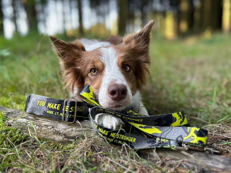 Obojek pro psa se jménem stronger