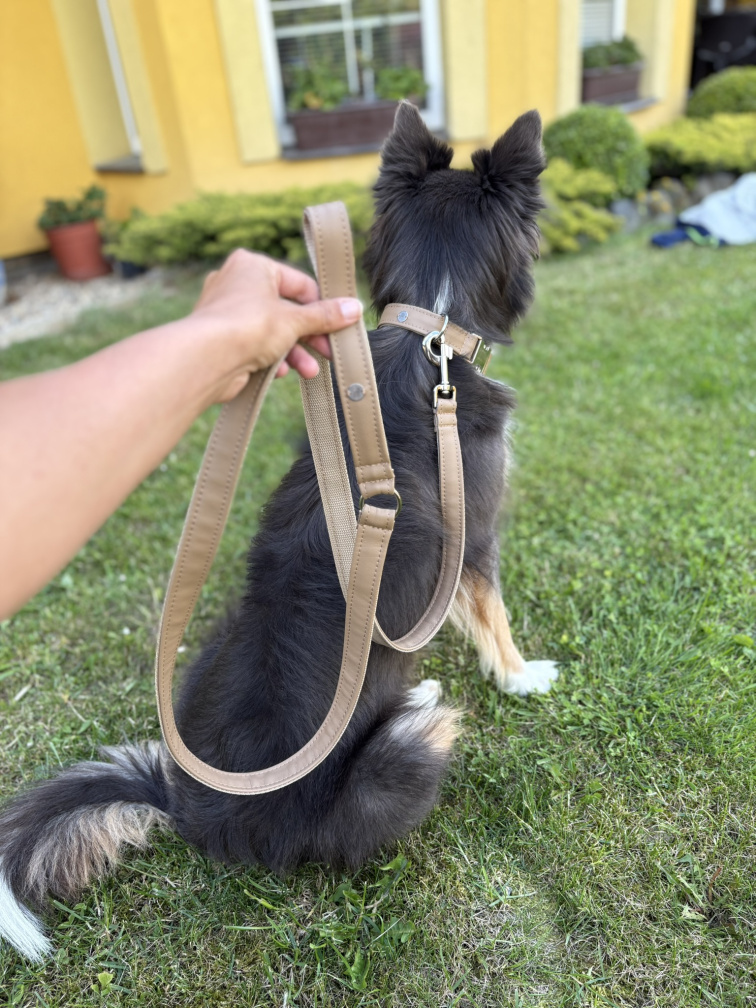 Hnědý obojek pro psa z koženky se jménem a číslem