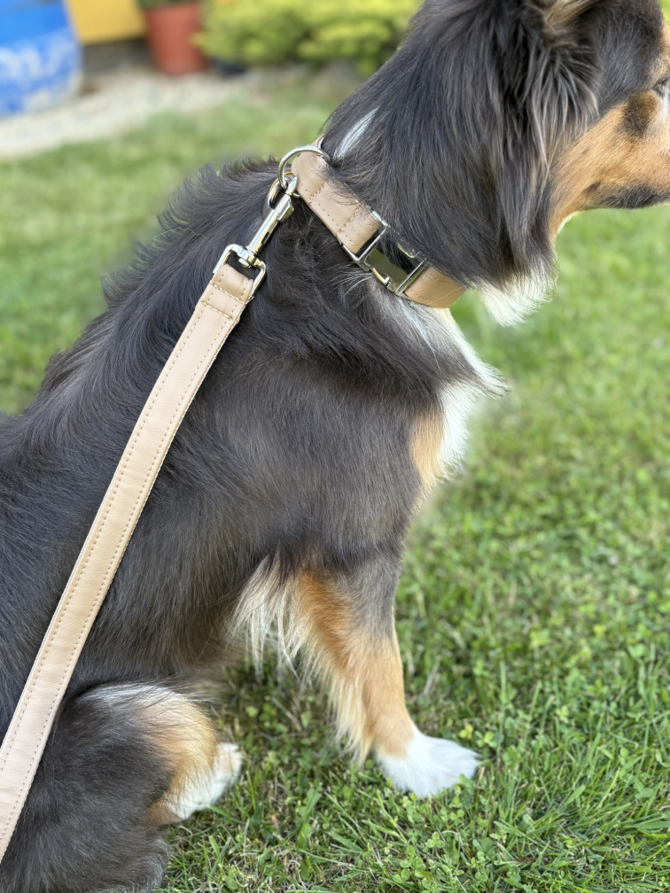 Hnědý obojek pro psa z koženky se jménem a číslem