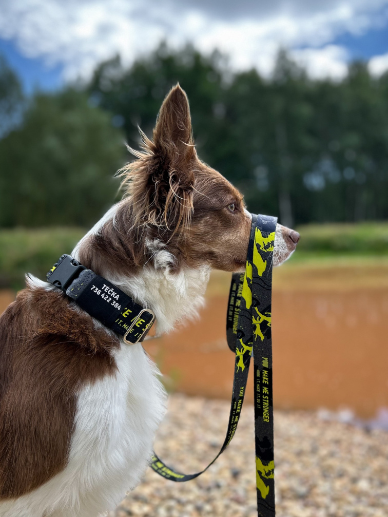 Obojek pro psa se jménem stronger