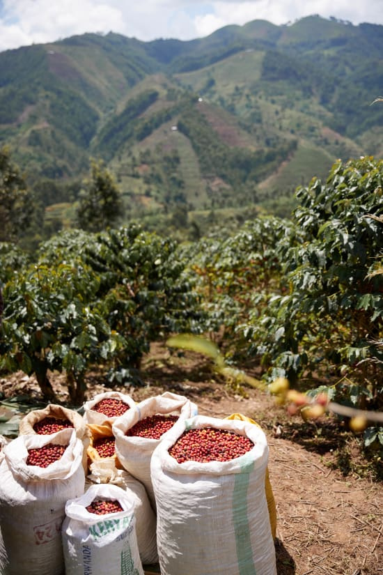 Rwanda Vincent