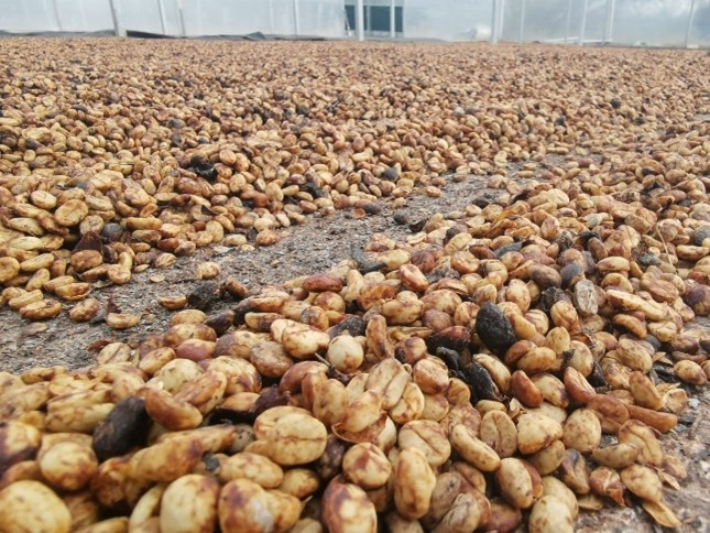 Kostarika Ismael Navarro