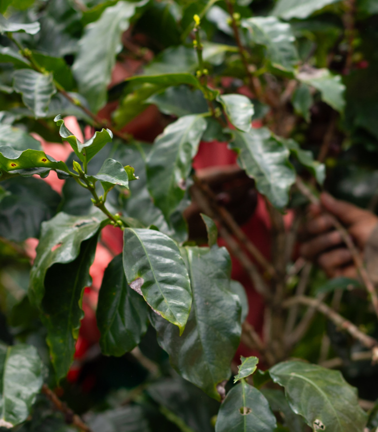 Nikaragua Finca Aurora