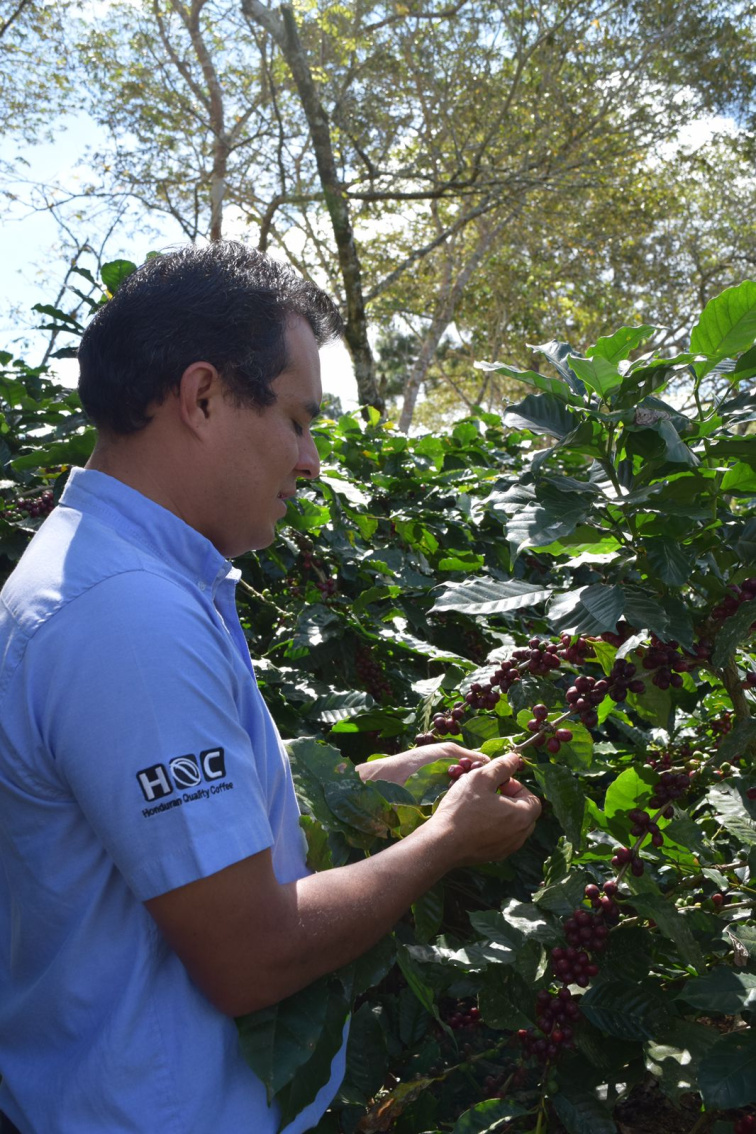 Honduras Gerro Gacho