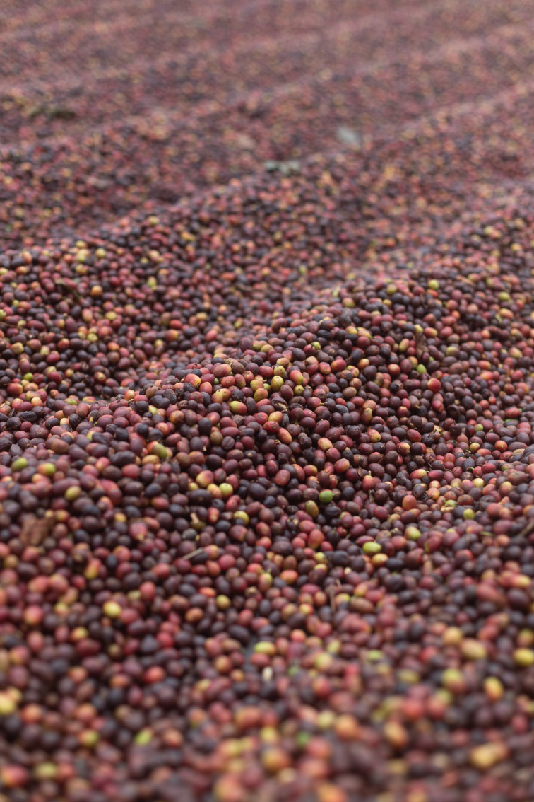 Nikaragua Villa Sarchi