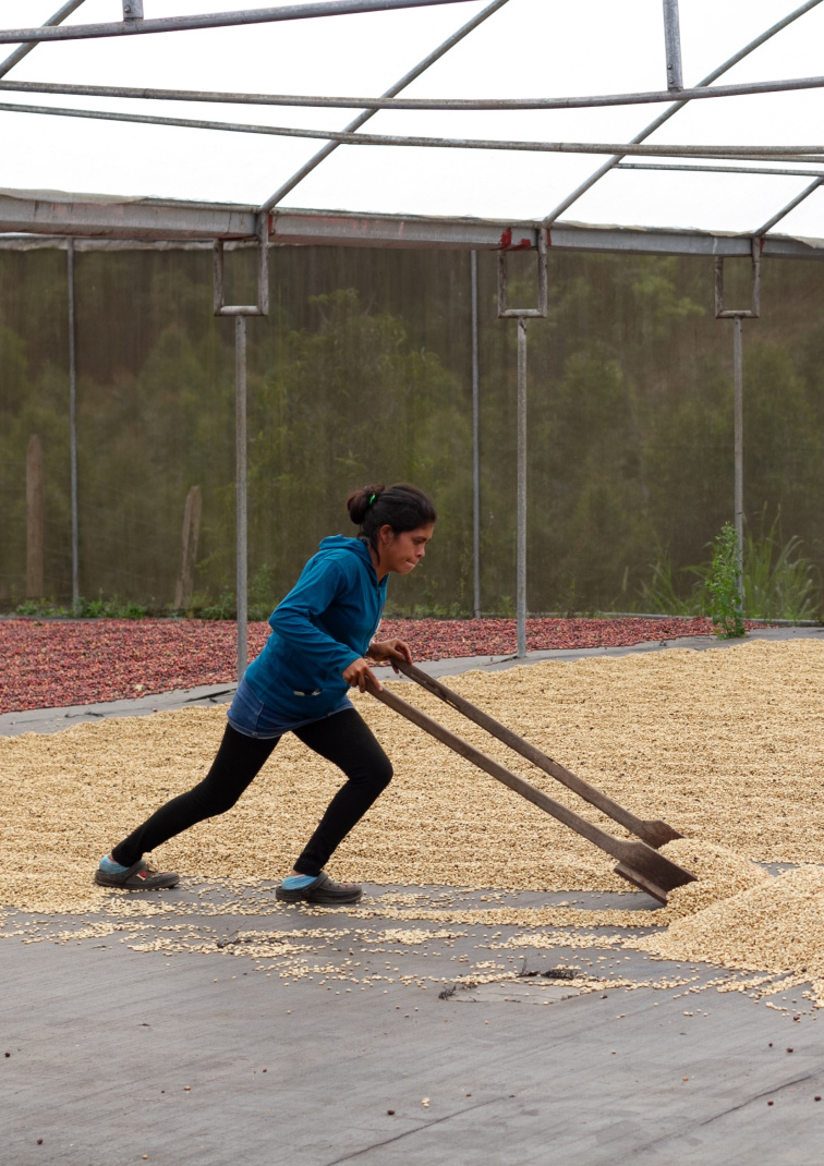 Nikaragua Finca Aurora