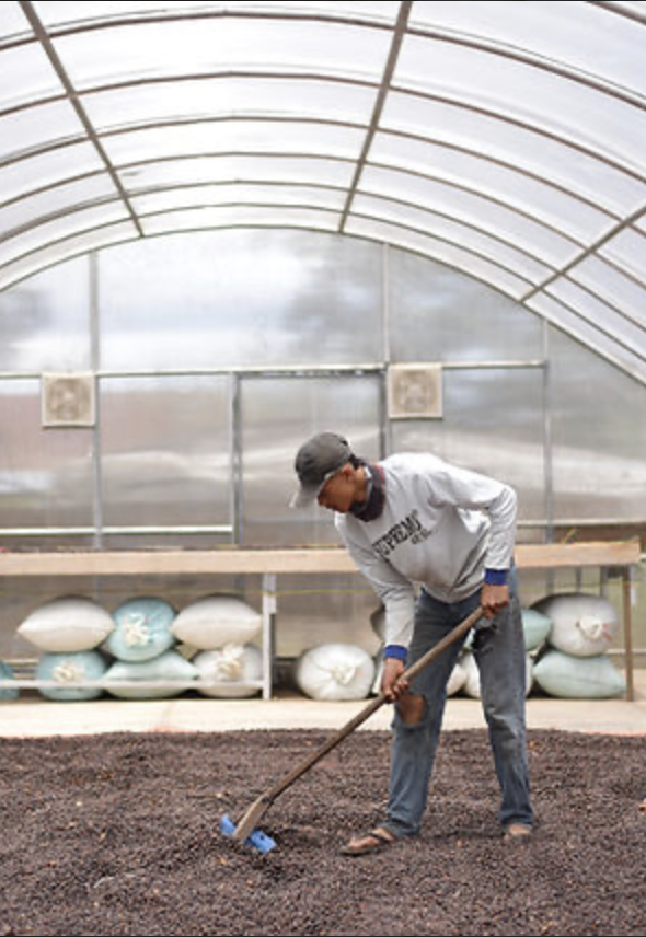 Sumatra Gayo Avatara