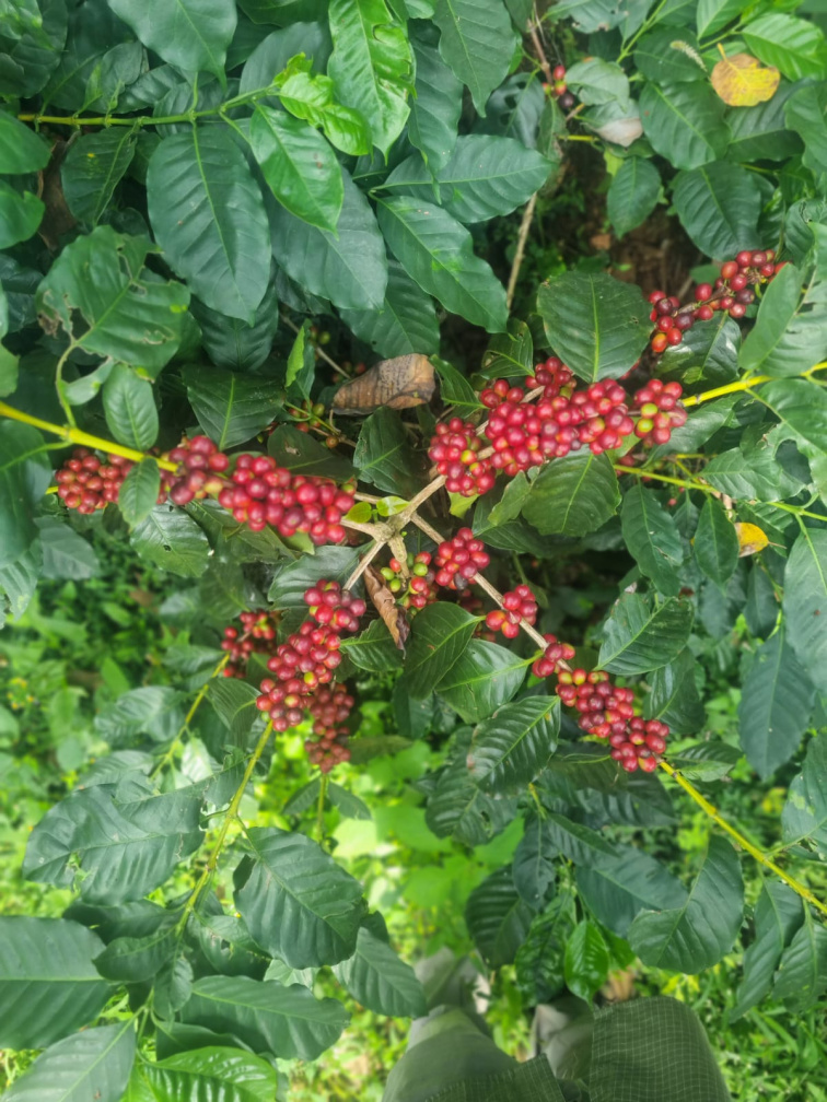 Indie Shanti Valley - Podzimní káva