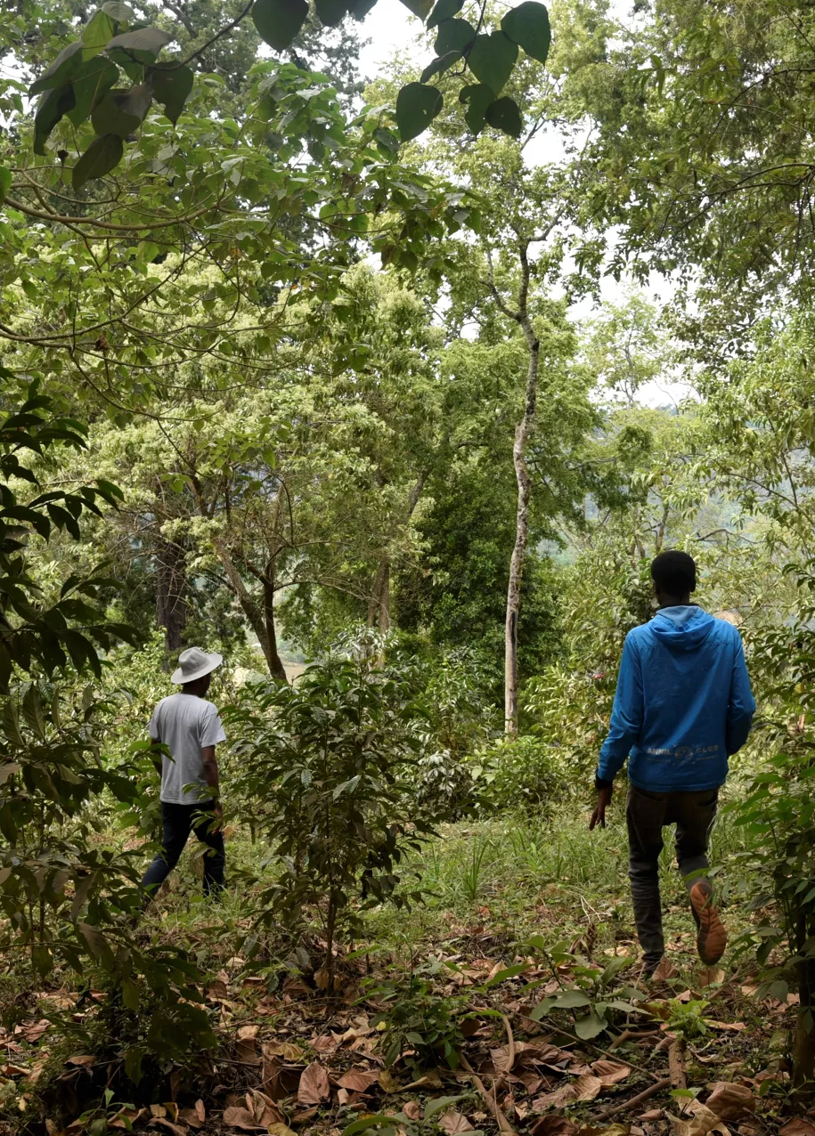 Etiopie Benti Nenka - Vánoční káva