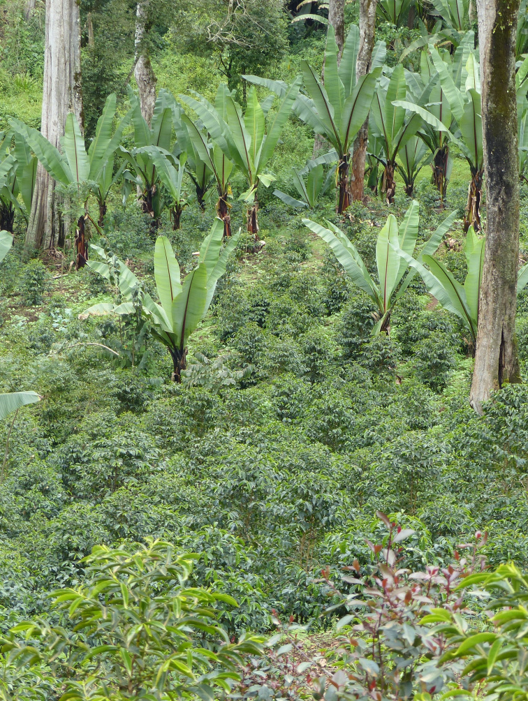 Etiopie Benti Nenka - Vánoční káva