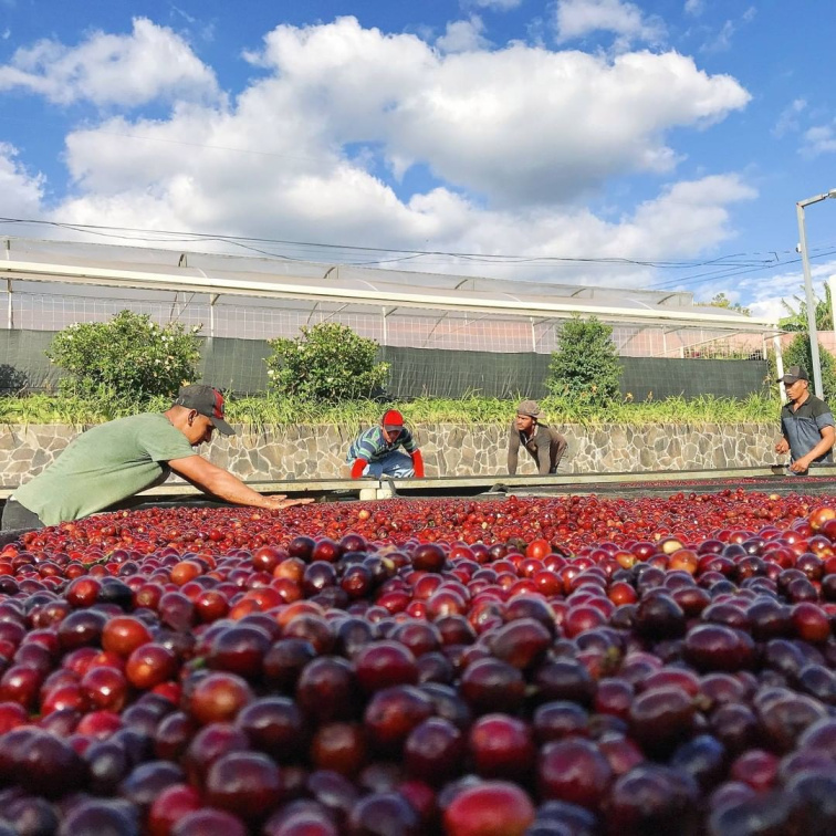 Cascara