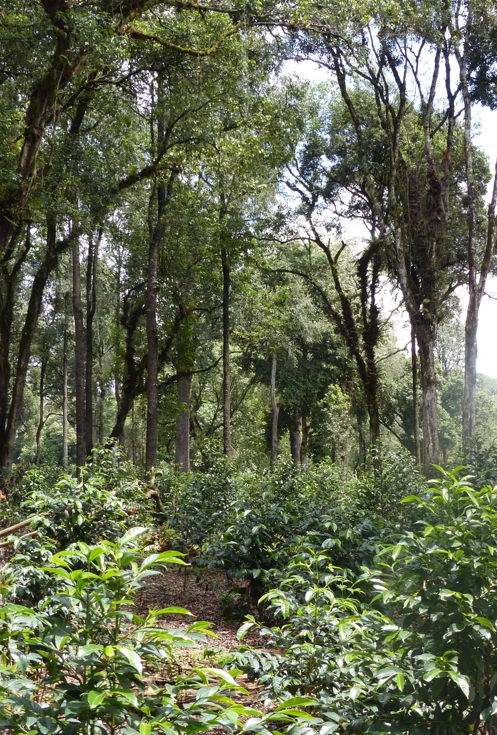 Etiopie Benti Nenka - Vánoční káva