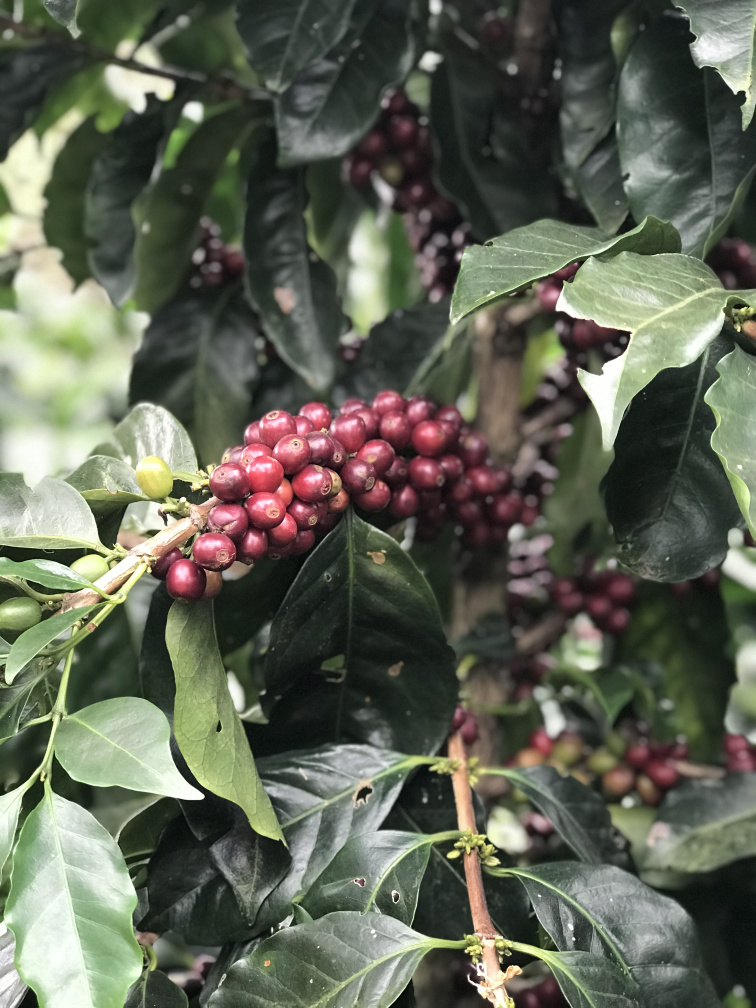 Sumatra Gayo Avatara