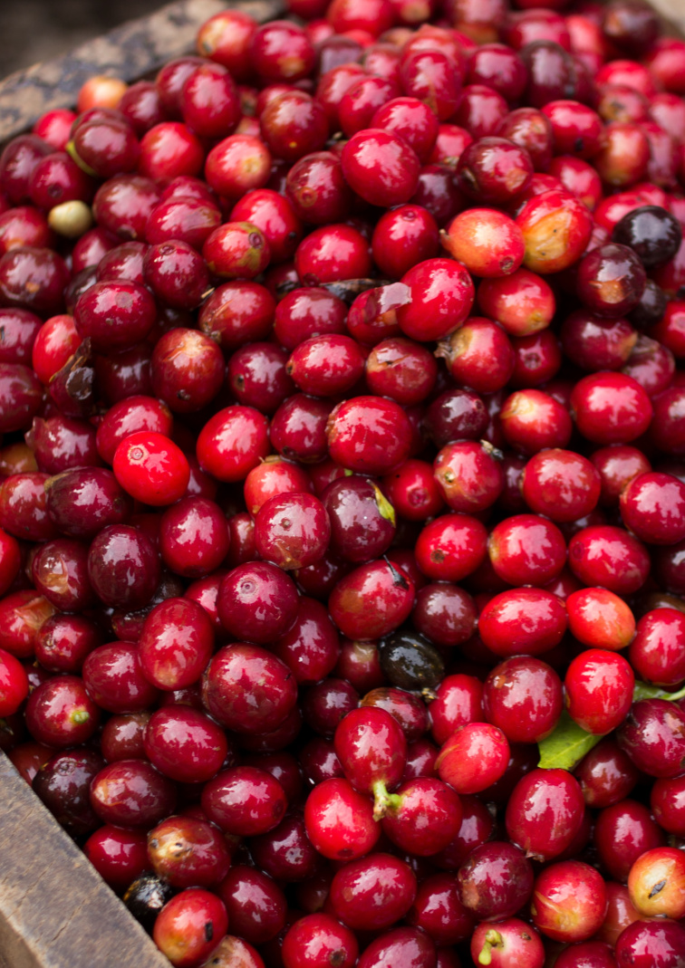 Nikaragua Finca Aurora