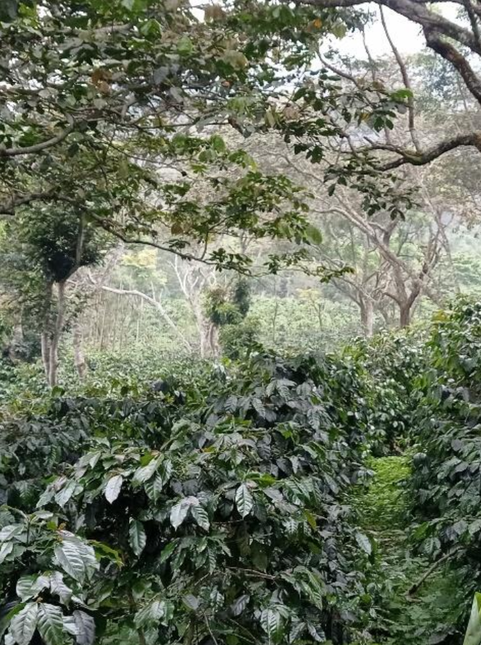 Honduras Finca Corintio