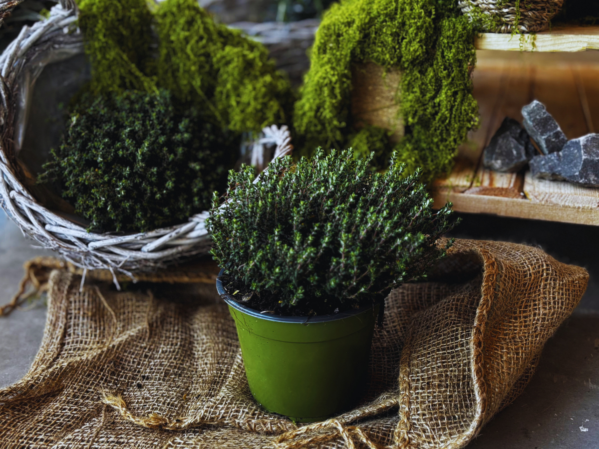 BIO Tymián - Thymus vulgaris, SAZENICE