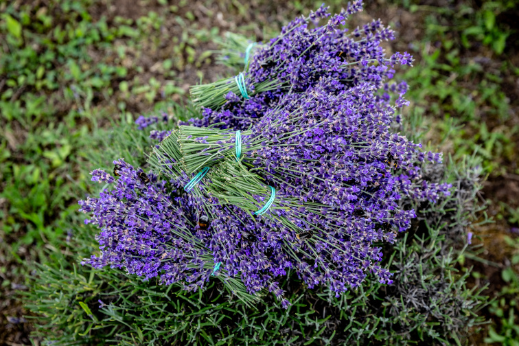 NO STRESS kapky s BIO Levandulí Chodouňskou
