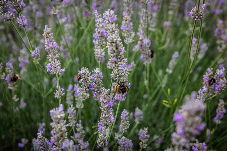Telefonická poradna Molecules of life