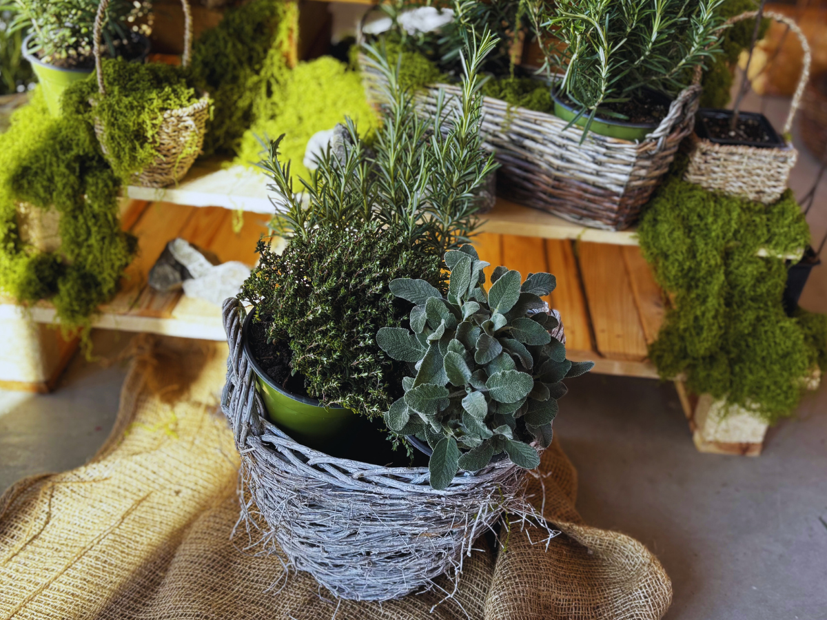 BIO byliny Svata Trojice