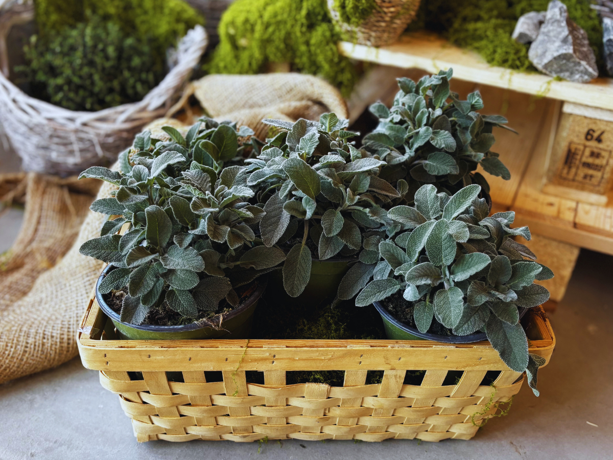 BIO Šalvěj - Salvia officinalis, SAZENICE