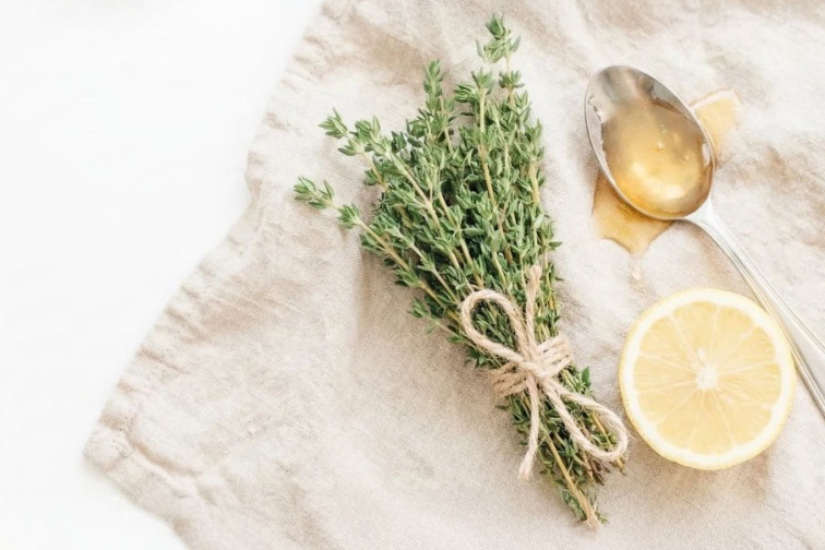 BIO Tymian - Thymus vulgaris, SADENICA