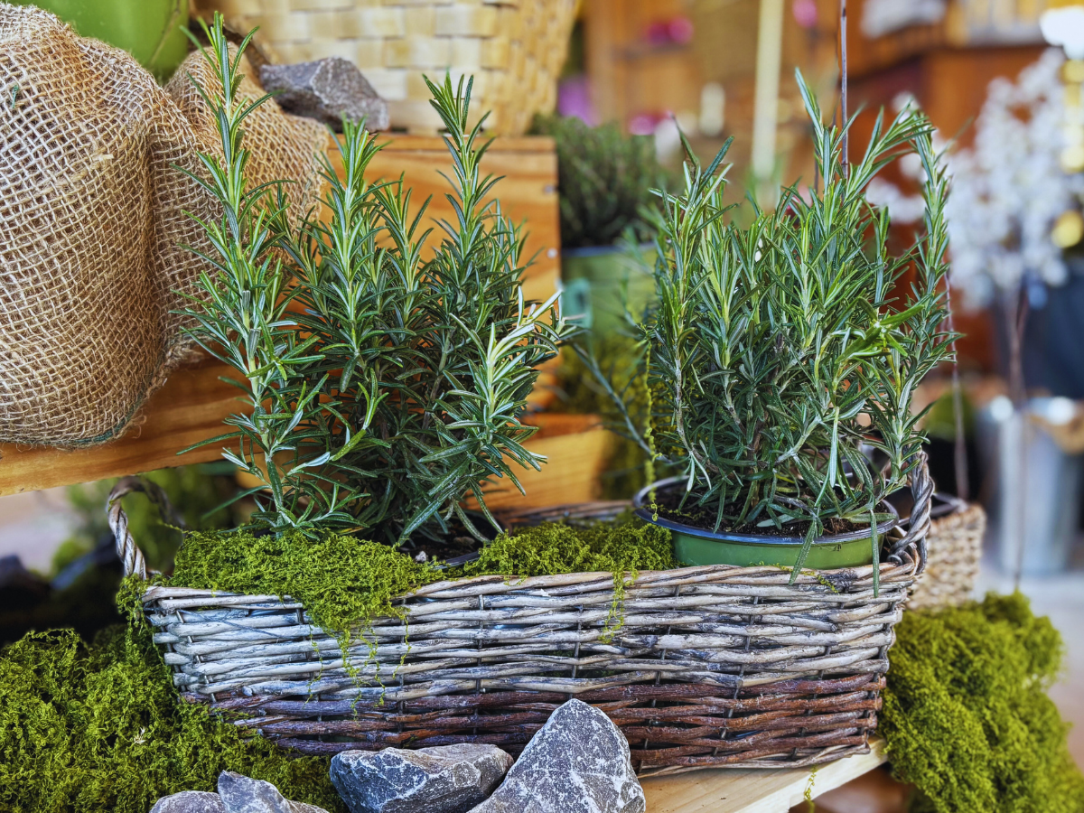 BIO Rozmarýn - Salvia rosmarinus, SAZENICE