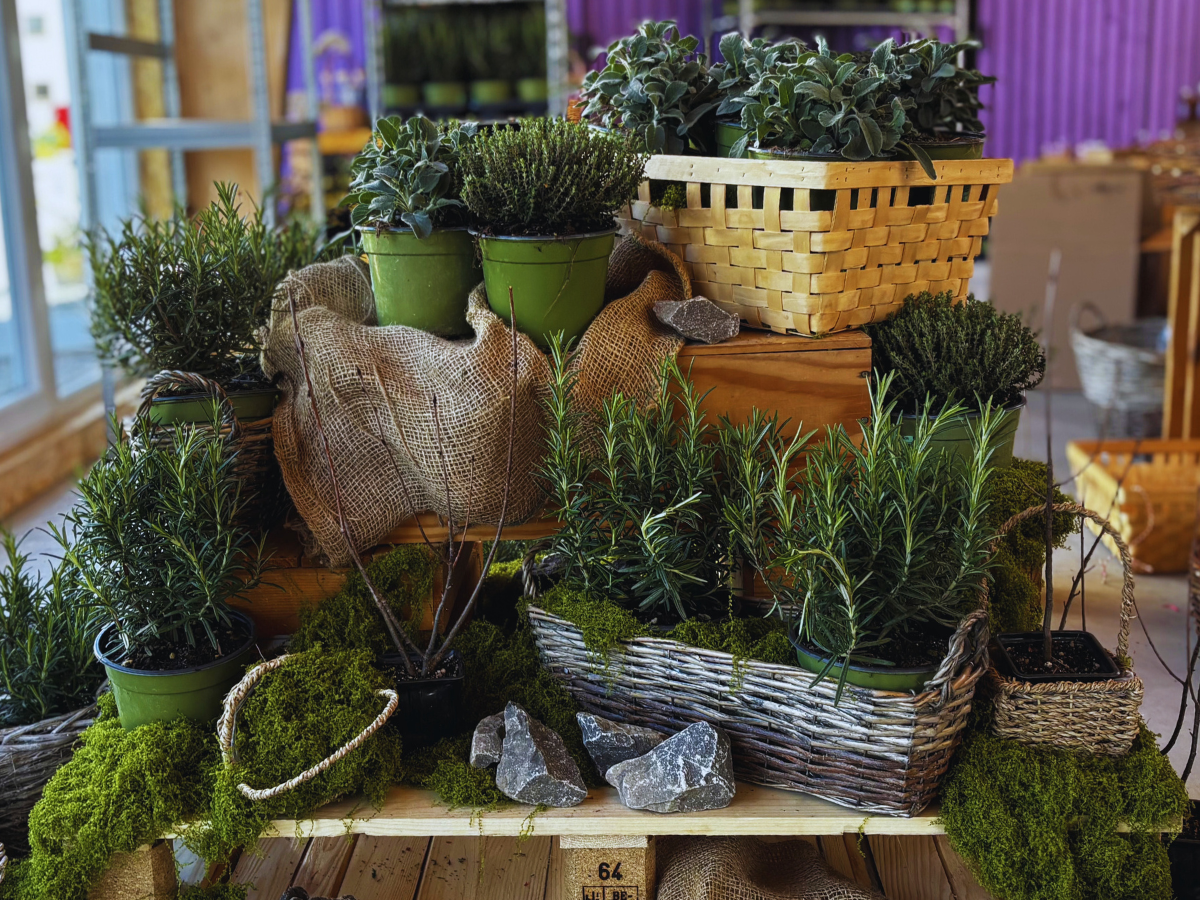 BIO Tymián - Thymus vulgaris, SAZENICE