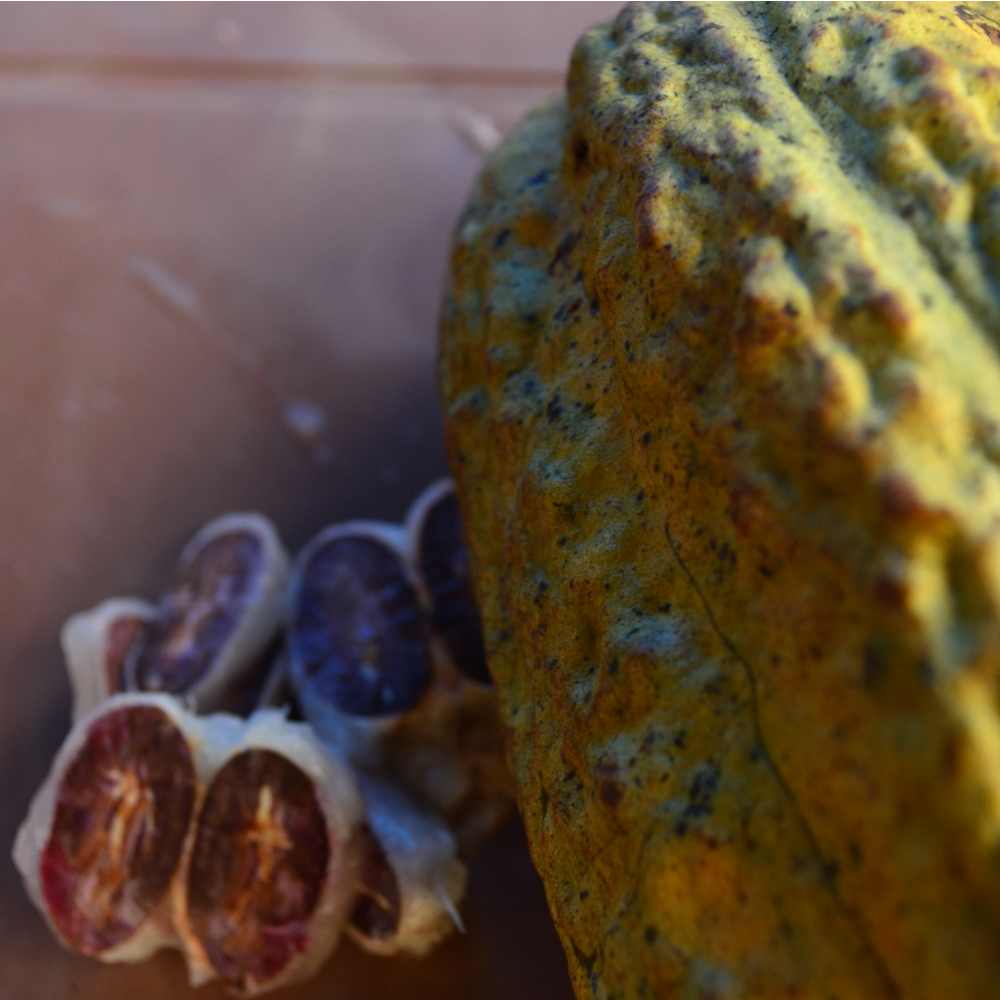 Uganda Semuliki Forest 85%