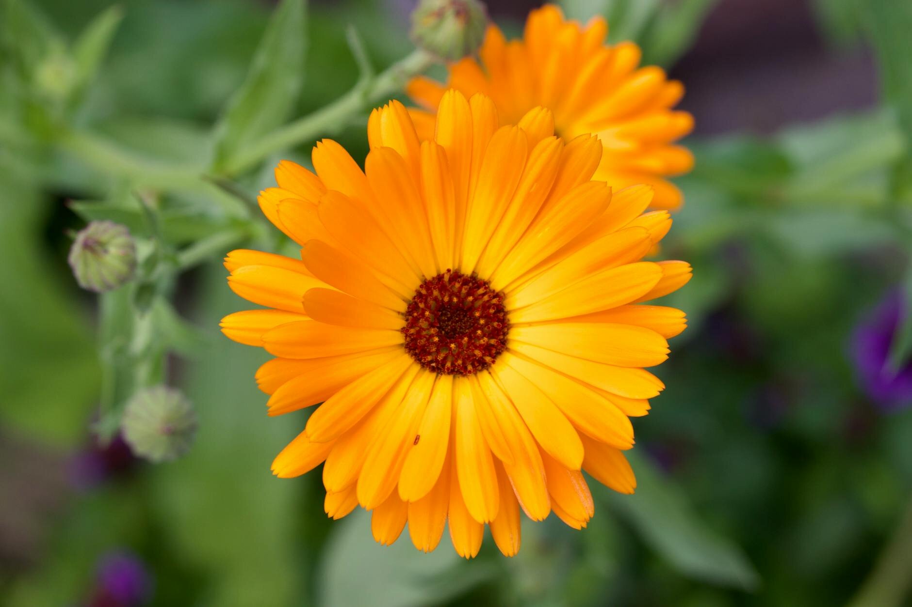 DermaFood Měsíčkový gel, 100 ml