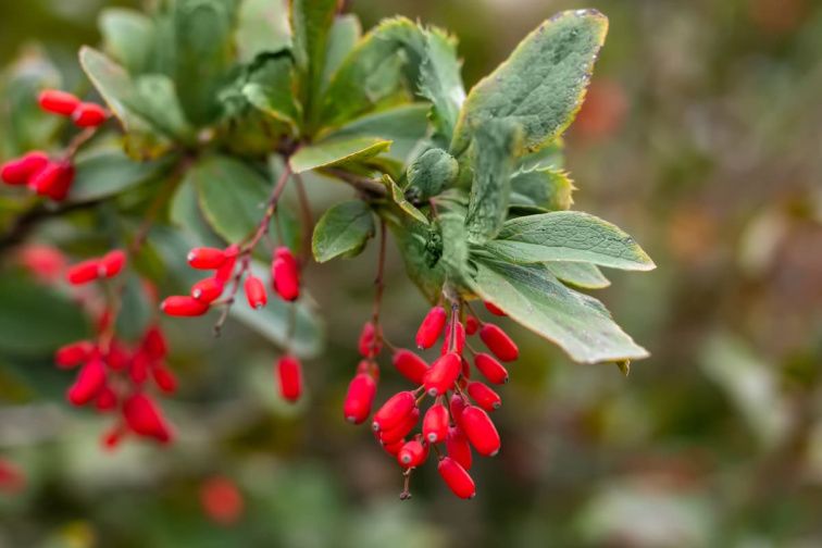 GymBeam Berberin, 60 kaps.