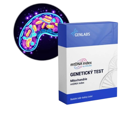 1x Mitochondrie (mtDNA index)