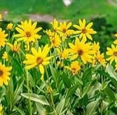 SCALP SCRUB detoxikační peeling na pokožku hlavy