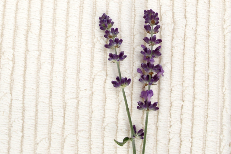 Máčadlo - levanduľa